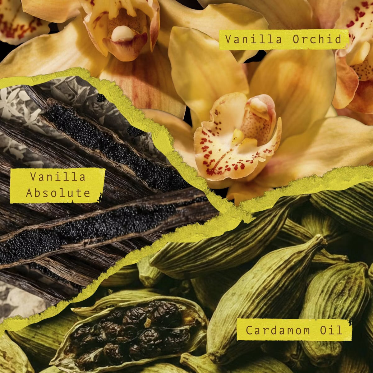 Scents Unearth’d - Eau de Parfum Collection